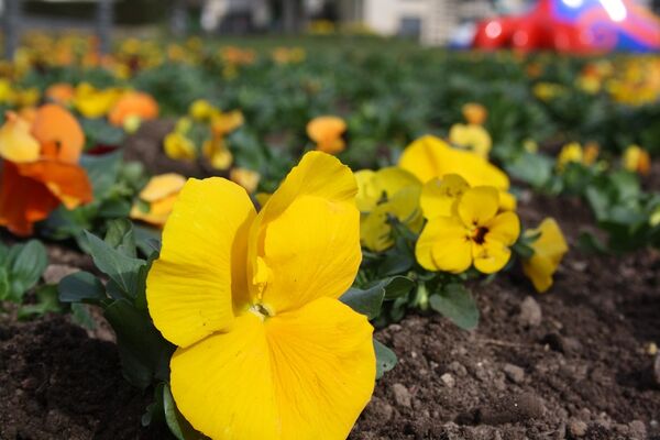 Frühlingsbepflanzung Schlossgarten 2017.