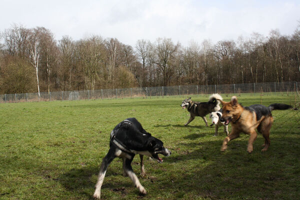 Spielende Hunde.