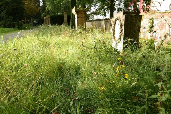 Pflanzen Hasefriedhof OSB MaxCiolek.