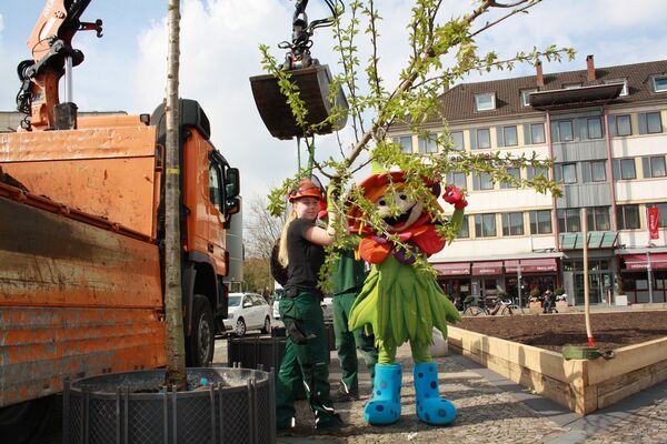 Laga Bad Iburg Rosalotta pflanzt Kirschbäume am Theodor-Heuss-Platz.