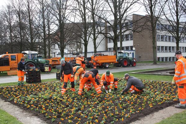 Schlossgartenbepflanzung 33000 Frühblüher.